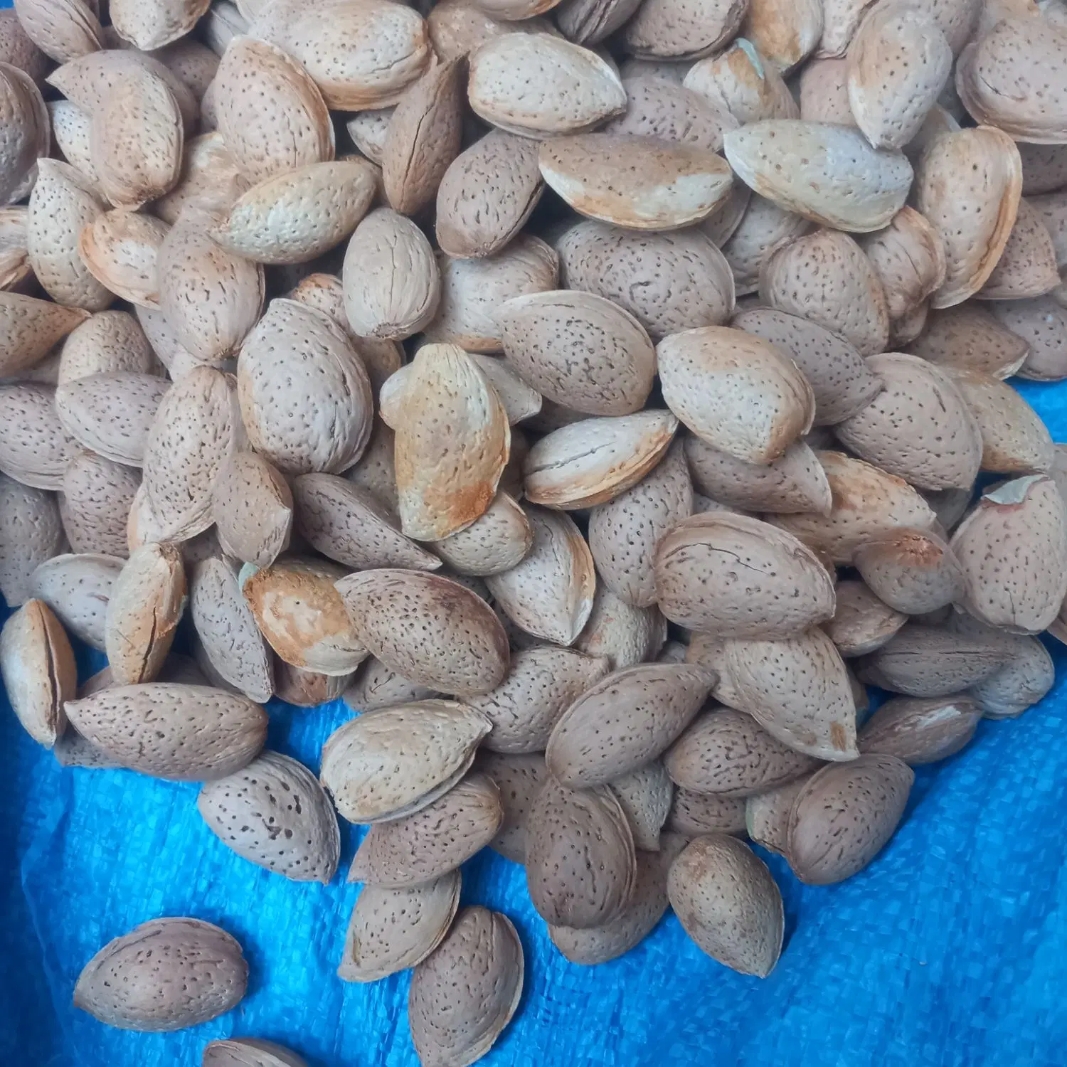 بادام|خوردنی و آشامیدنی|سبزوار, غرب نیروگاه|دیوار
