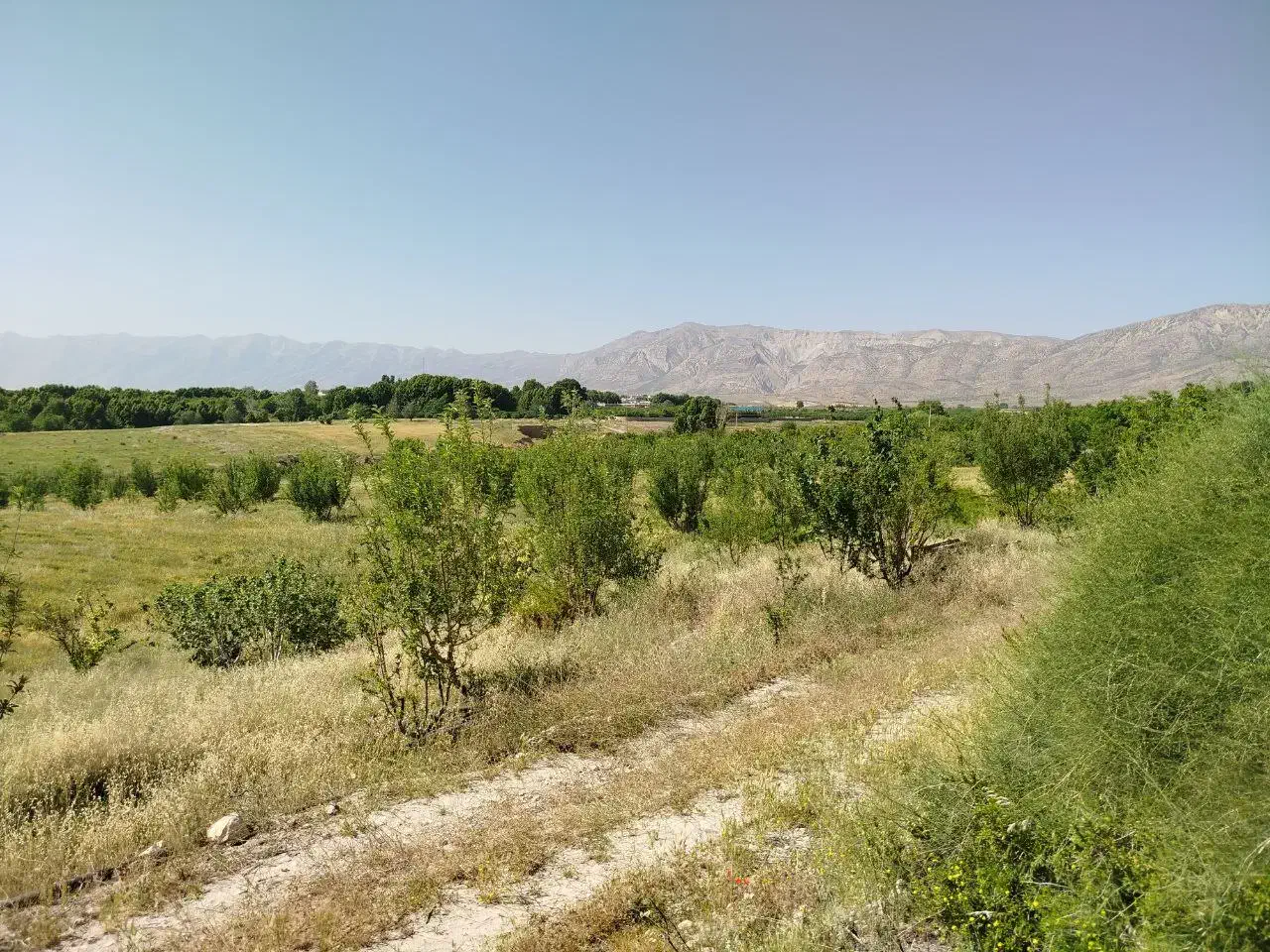 فروش زمین جهت احداث باغ|فروش دفتر صنعتی، کشاورزی، تجاری|کوار, |دیوار