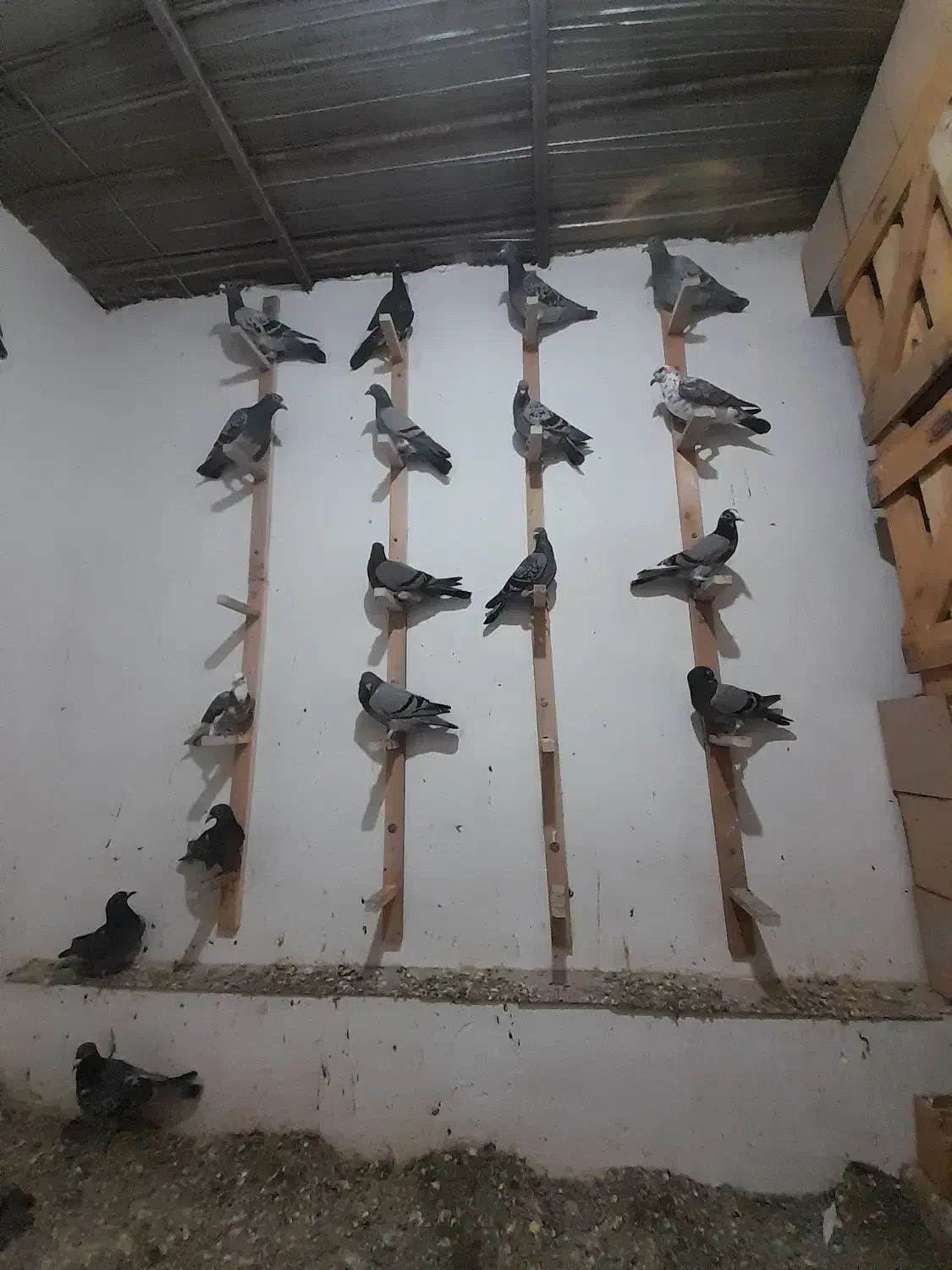 کبوتر|پرنده|گرگان, |دیوار