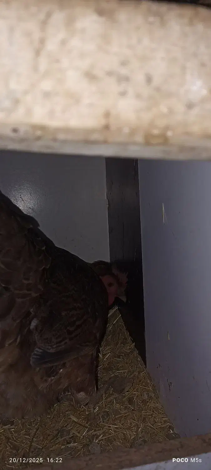 مرغ کرچ|حیوانات مزرعه|پاوه, |دیوار