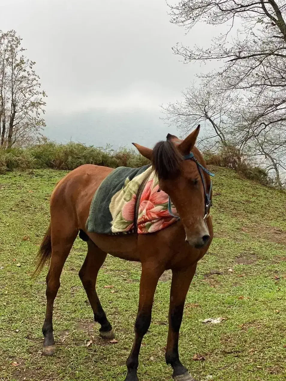 اسب فروشی|اسب و تجهیزات اسب‌سواری|شاندرمن, |دیوار