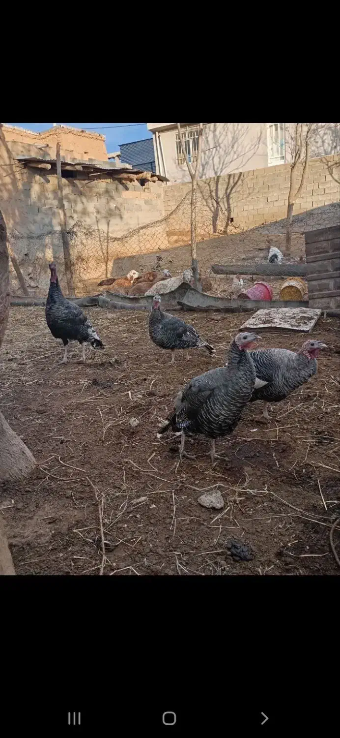 بوقلمون|حیوانات مزرعه|آشخانه, |دیوار