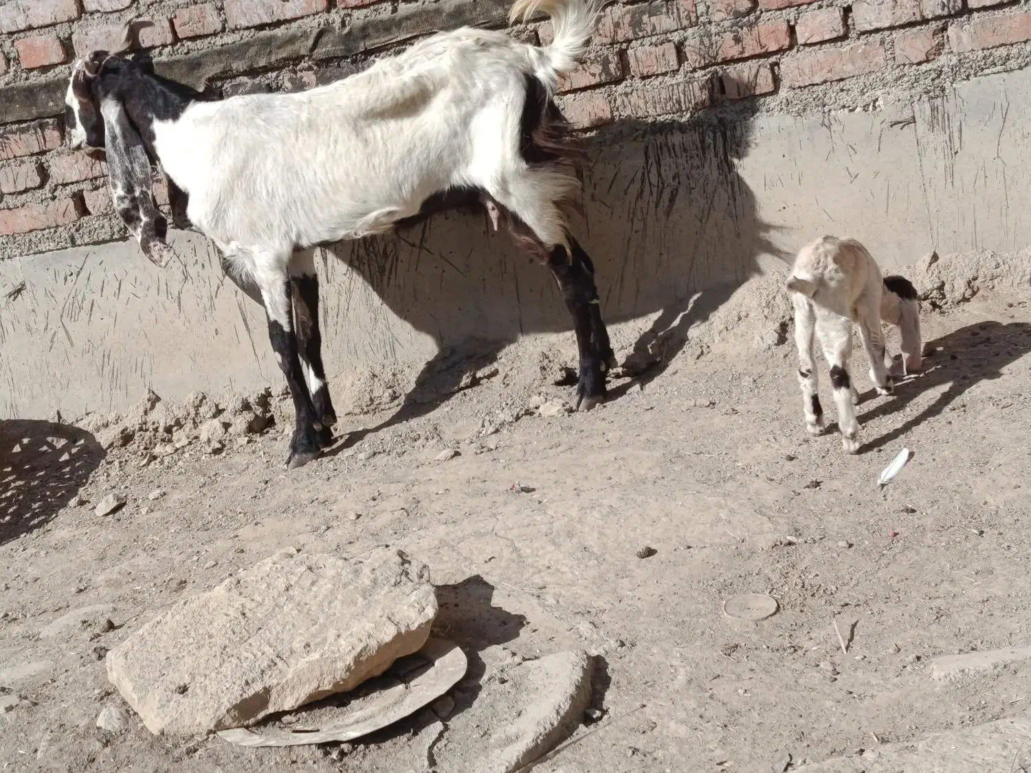 بز شیری|حیوانات مزرعه|لالجین, |دیوار