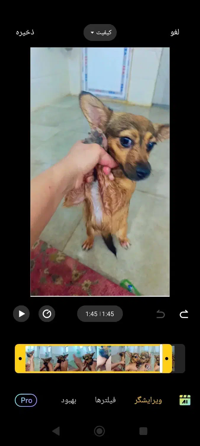 سگه گمشده|سگ|جیرفت, |دیوار