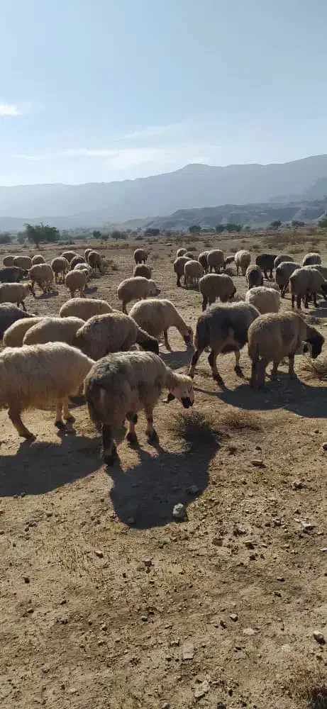 150 راس میش ترکی بره دار و آبستن|حیوانات مزرعه|جره و بالاده, |دیوار