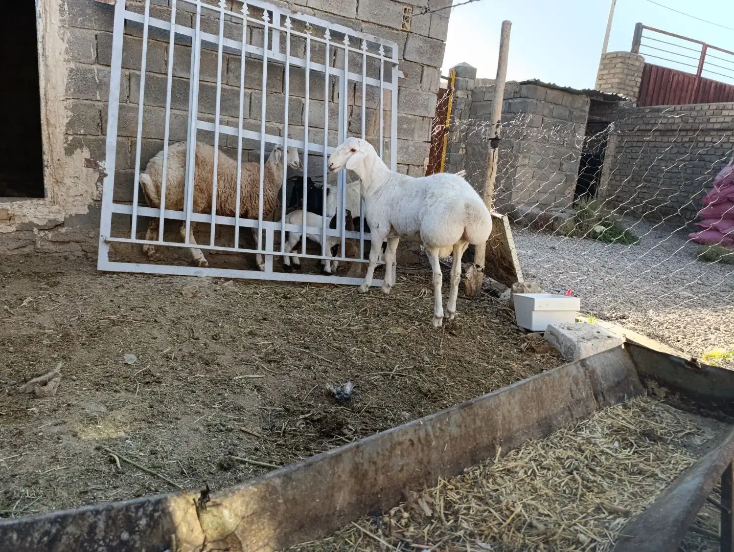 بره قوچی چینی اصل|حیوانات مزرعه|تربت جام, جامرود|دیوار