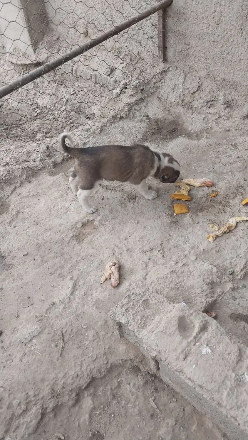 سگ پا گوتاه افغانی|سگ|نسیم‌شهر, |دیوار