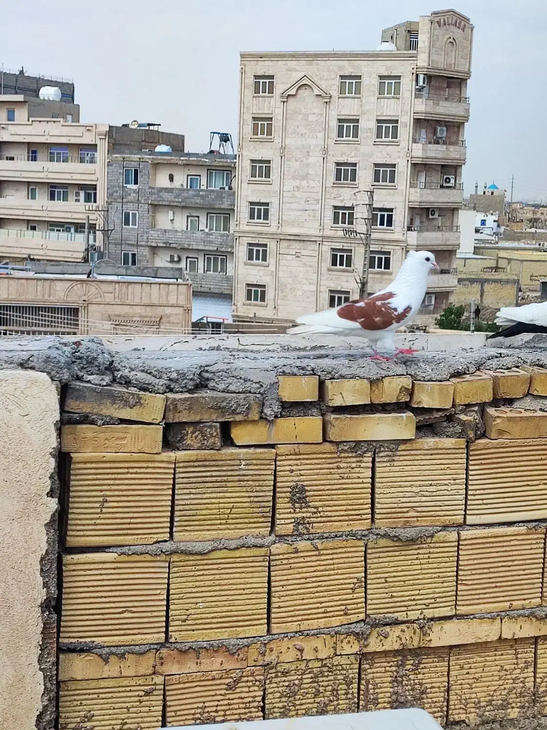 رنگی|پرنده|خرمشهر, |دیوار