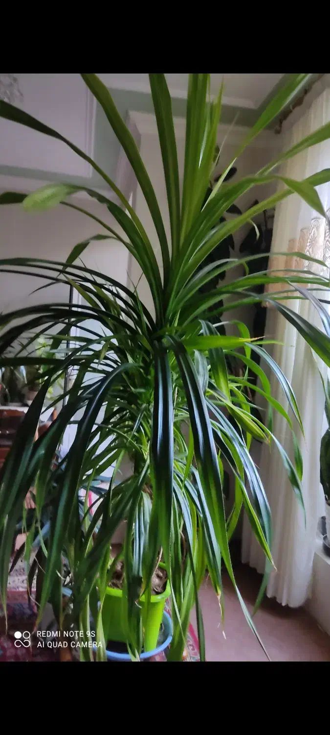 گل وگیاه|گل و گیاه طبیعی|خوی, |دیوار