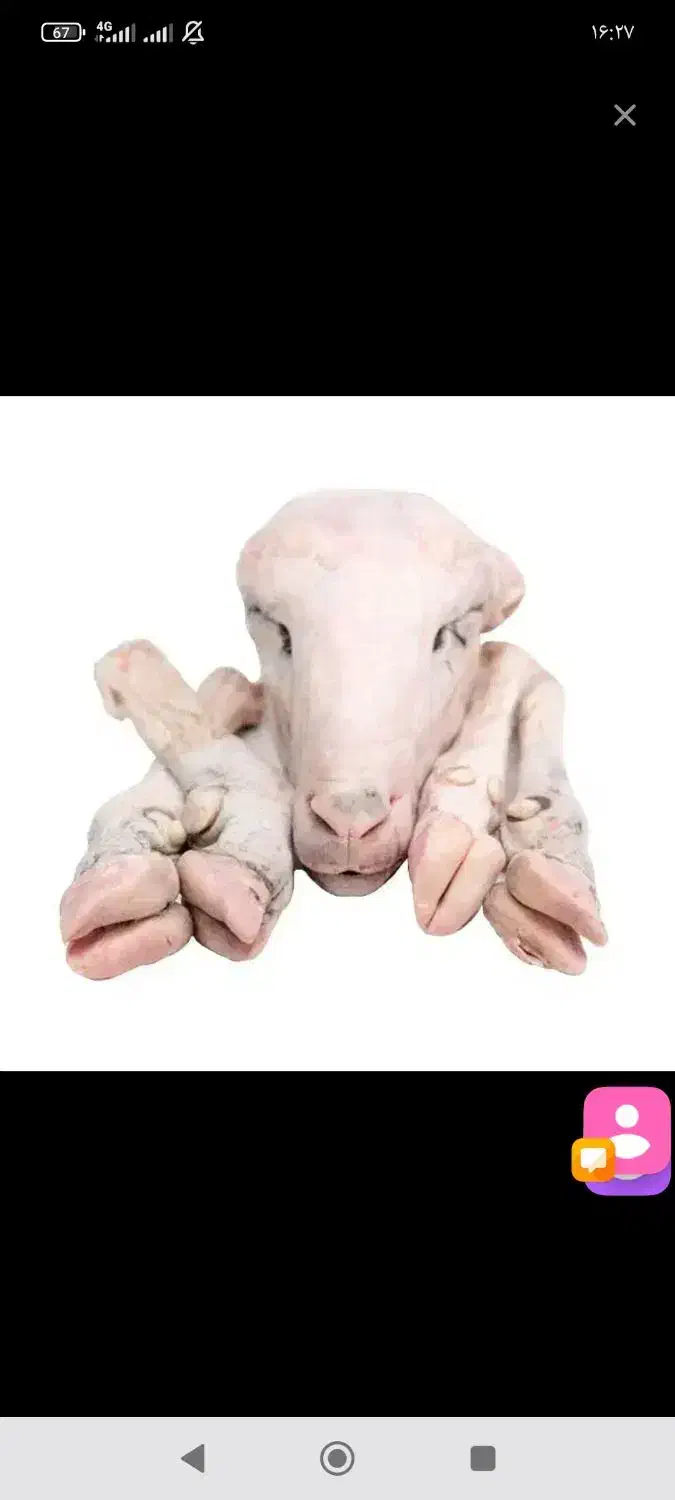 کله پاچه آماده پخت و سیرابی و زبان گاو|خوردنی و آشامیدنی|یزد, |دیوار