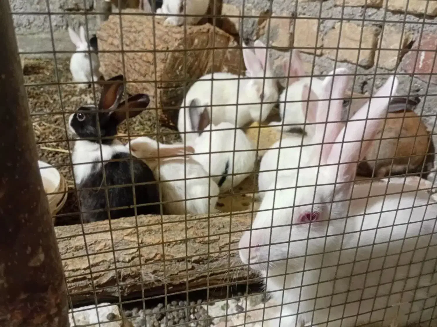 خرگوش|موش و خرگوش|تهران, بلوار کشاورز|دیوار