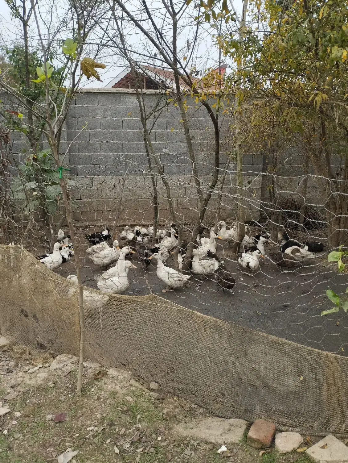 اردک|حیوانات مزرعه|تولم شهر, |دیوار