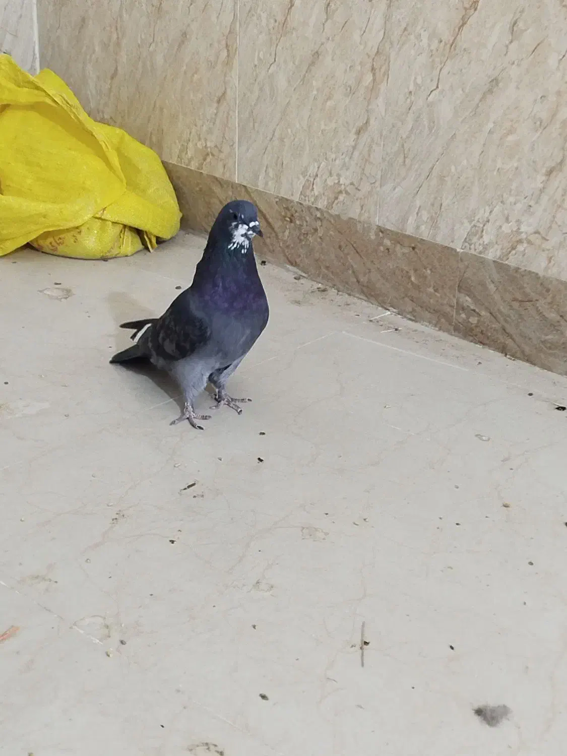 کبوتر پرشی|پرنده|ایرانشهر, |دیوار