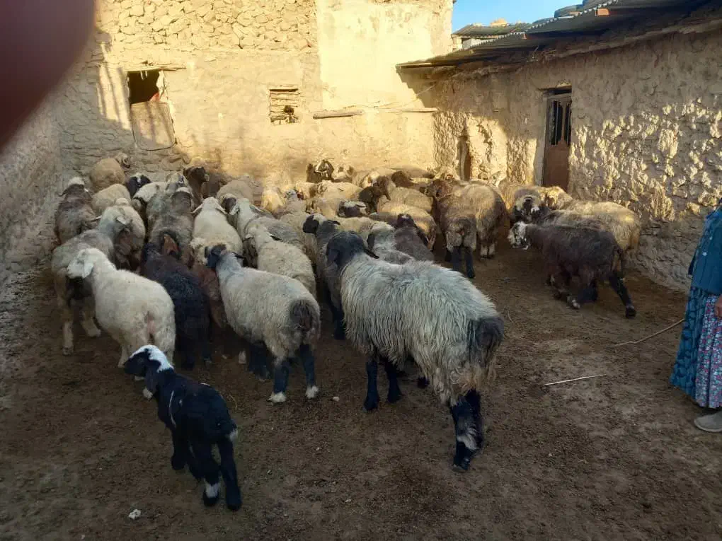 ۴۰ راس میش داشتی بره دار و آبستن سرگلون|حیوانات مزرعه|ارژن, |دیوار