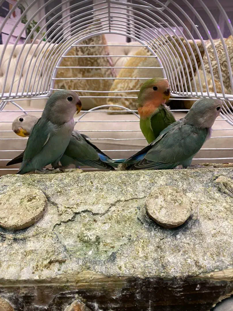 طوطی برزیلی|پرنده|تهران, ایوانک|دیوار