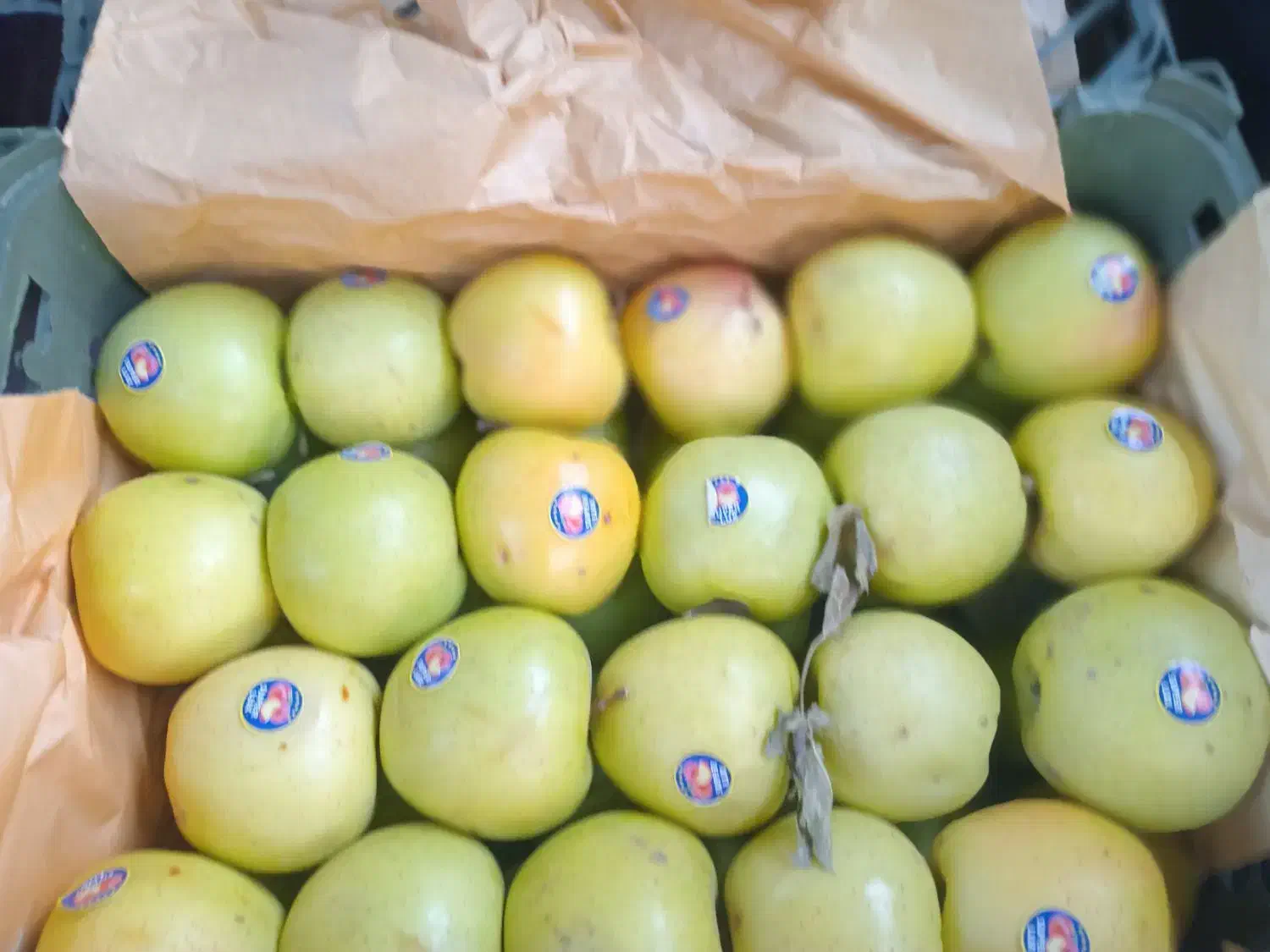 فروش سیب|عمدهفروشی|اهر, |دیوار