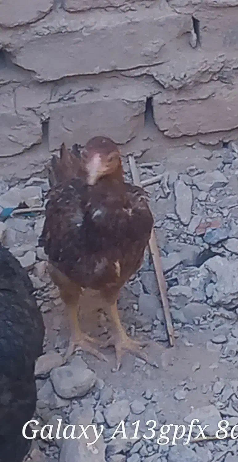 ۳ عدد مرغ محلی|حیوانات مزرعه|خاش, |دیوار