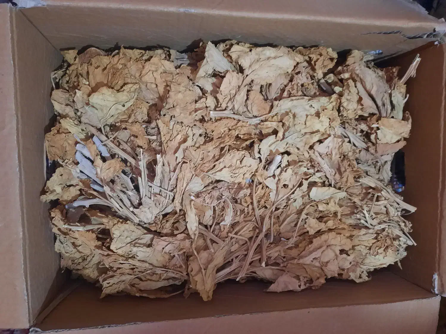 برگ زرد|خدمات باغبانی و درختکاری|اصفهان, بهارستان|دیوار