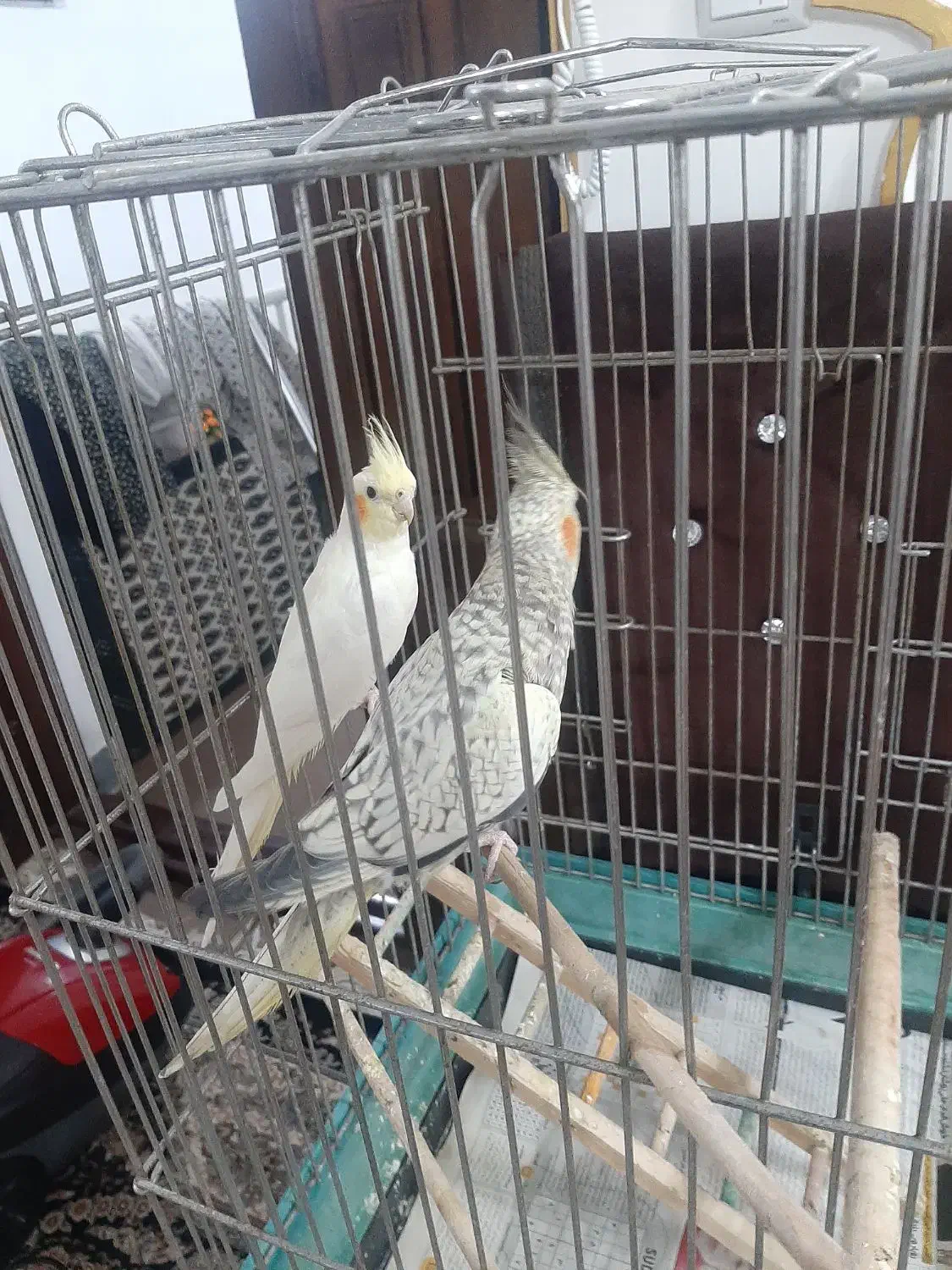 طوطی عروس|پرنده|آستانه اشرفیه, |دیوار