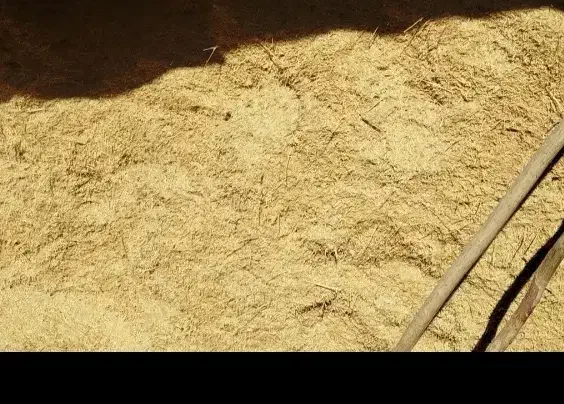 فروش کاه دیم تحویل در انبار|حیوانات مزرعه|قره چای, |دیوار