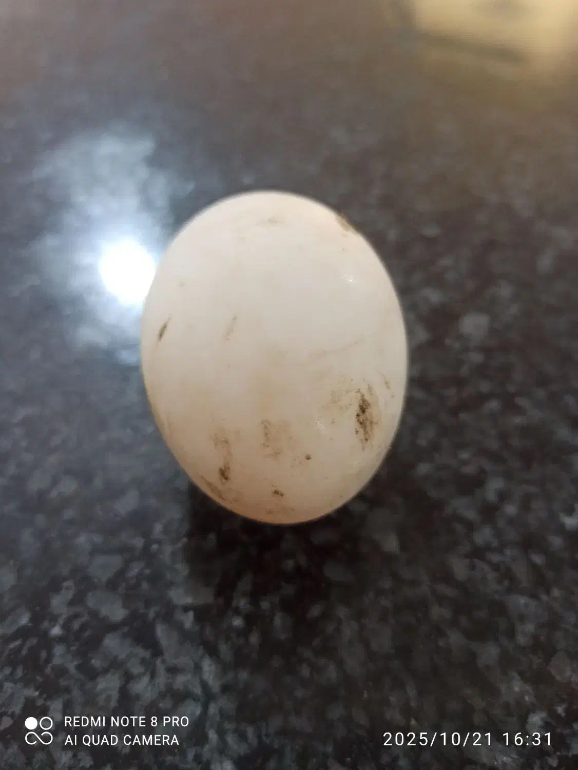 تخم اردک|حیوانات مزرعه|وحدتیه, |دیوار