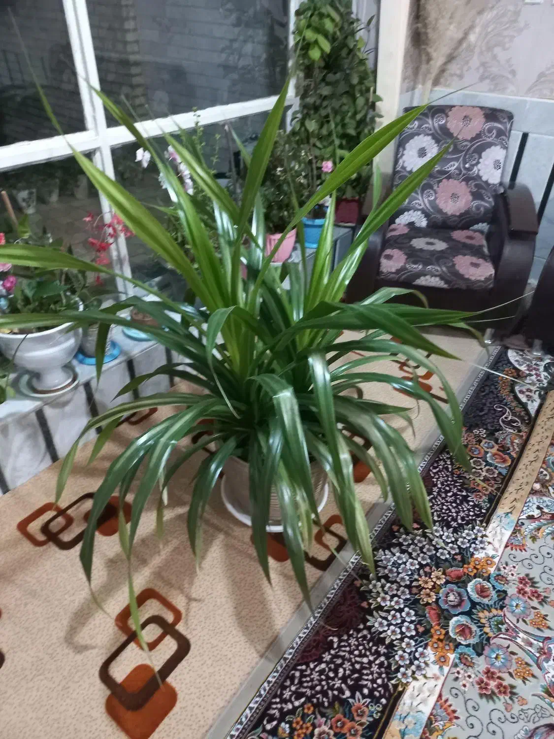 گل پاندانوس|گل و گیاه طبیعی|شهرضا, |دیوار