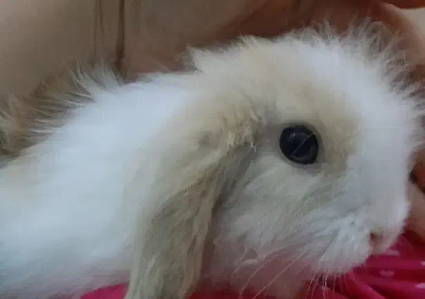 خرگوش لوپ|موش و خرگوش|شوشتر, |دیوار