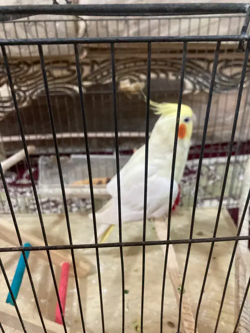 عروس هلندی لوتینو ماده|پرنده|صومعه‌سرا, |دیوار