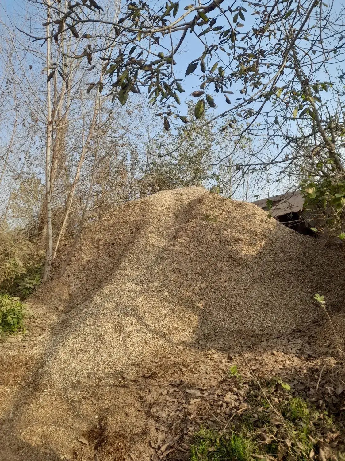 فروش پوست بادام زمینی به صورت عمده|خدمات باغبانی و درختکاری|آستانه اشرفیه, |دیوار