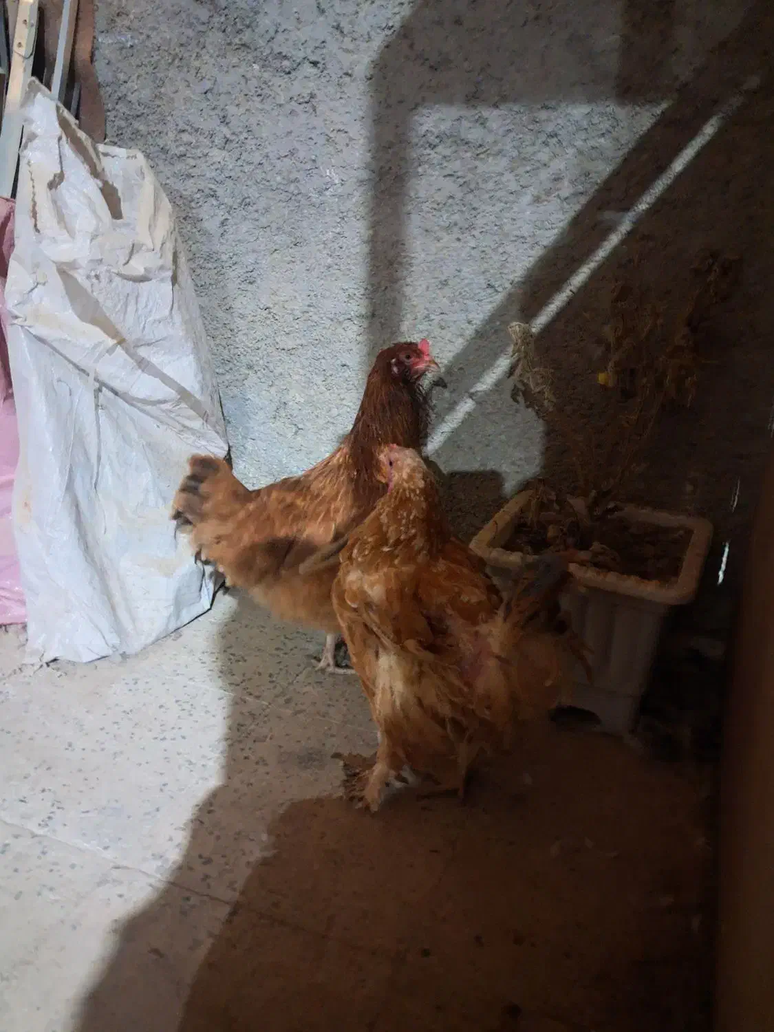 مرغ محلی ریشو وپاپر تخم گذار|حیوانات مزرعه|اردبیل, |دیوار