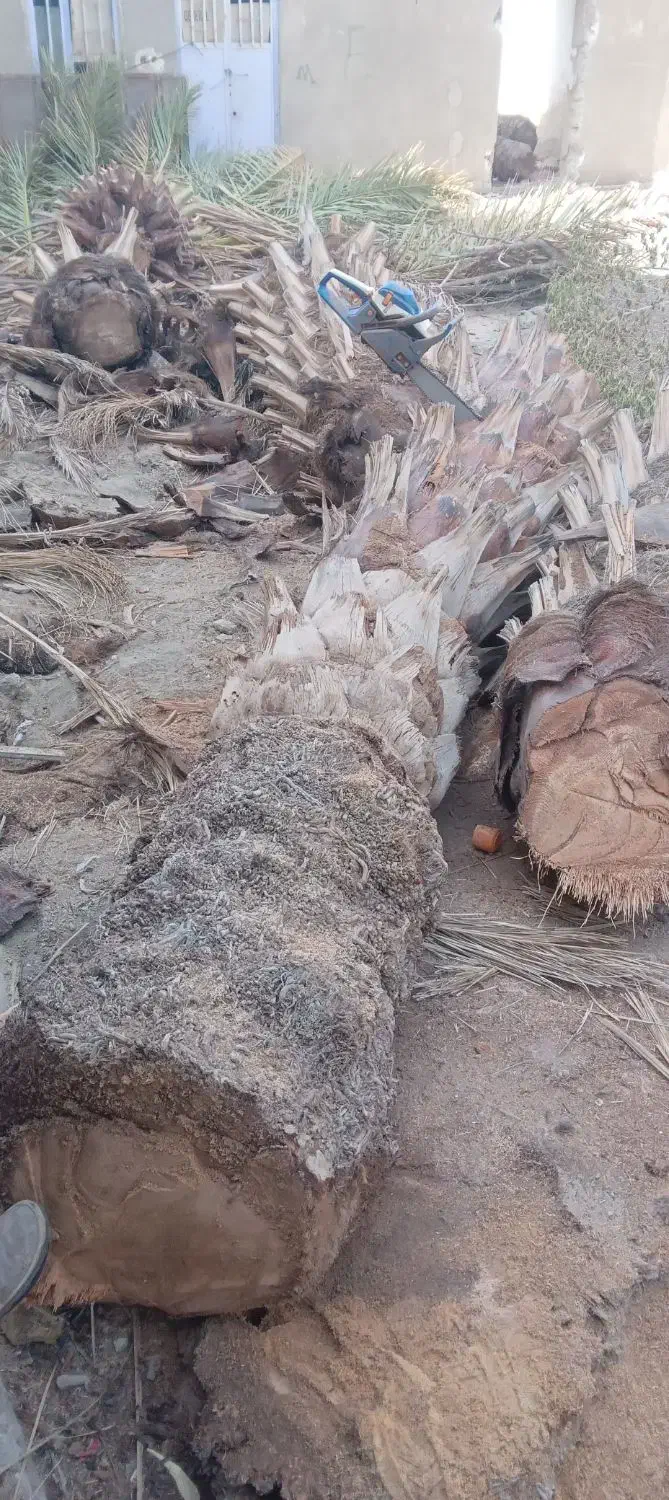 برش و قطع درختان نخل کنار کلاتوس گز گهور در خدمتیم|خدمات باغبانی و درختکاری|ایرانشهر, |دیوار