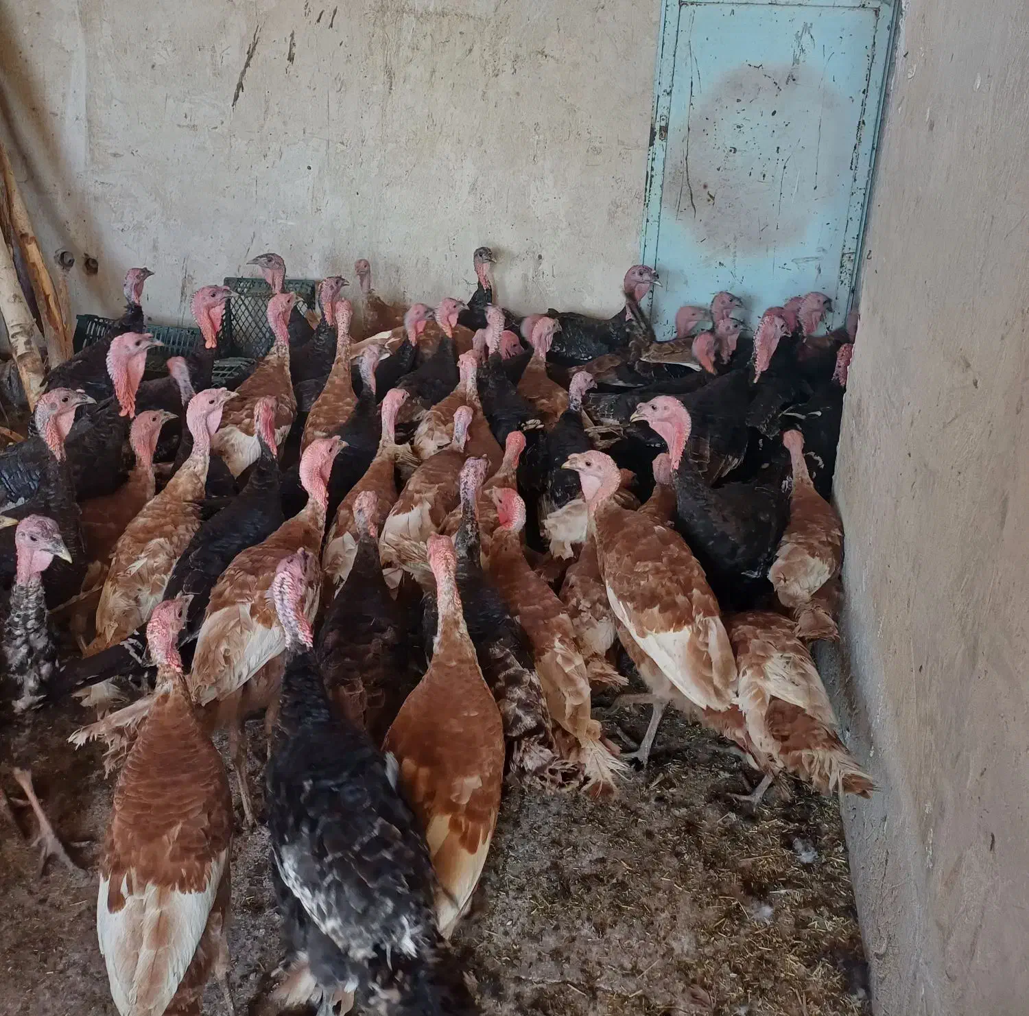 بوقلمون|حیوانات مزرعه|ترکمانچای, |دیوار