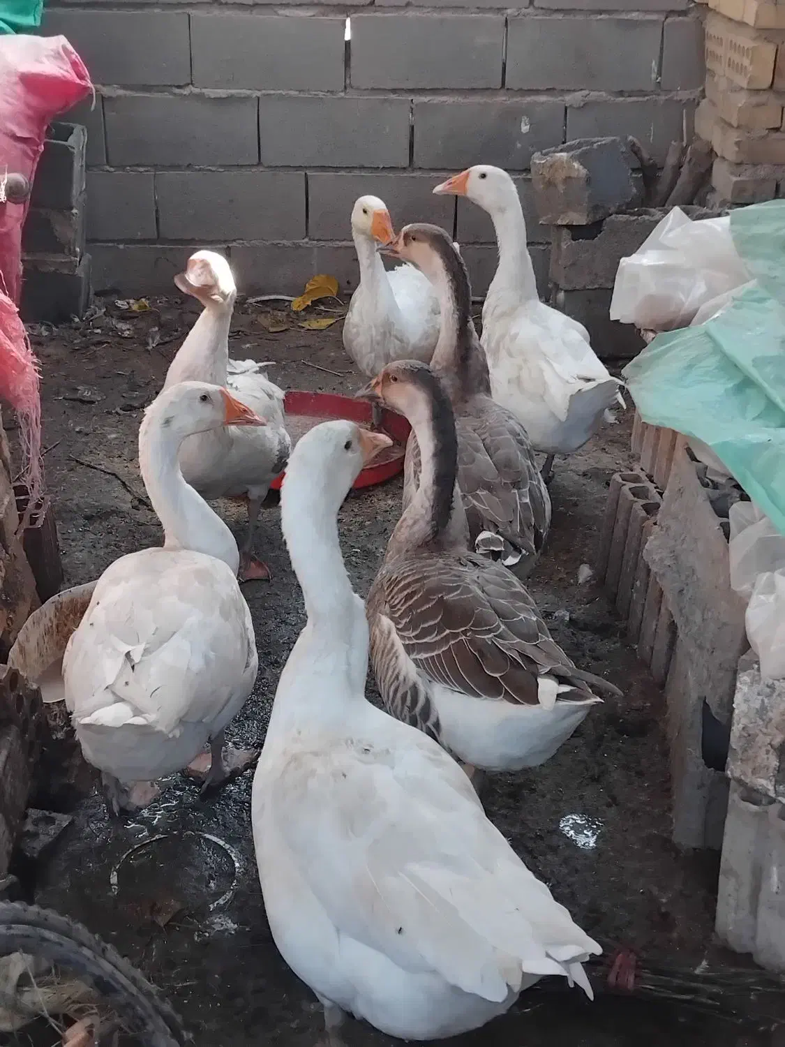 غوقاز ۶عدد|حیوانات مزرعه|گنبد کاووس, |دیوار