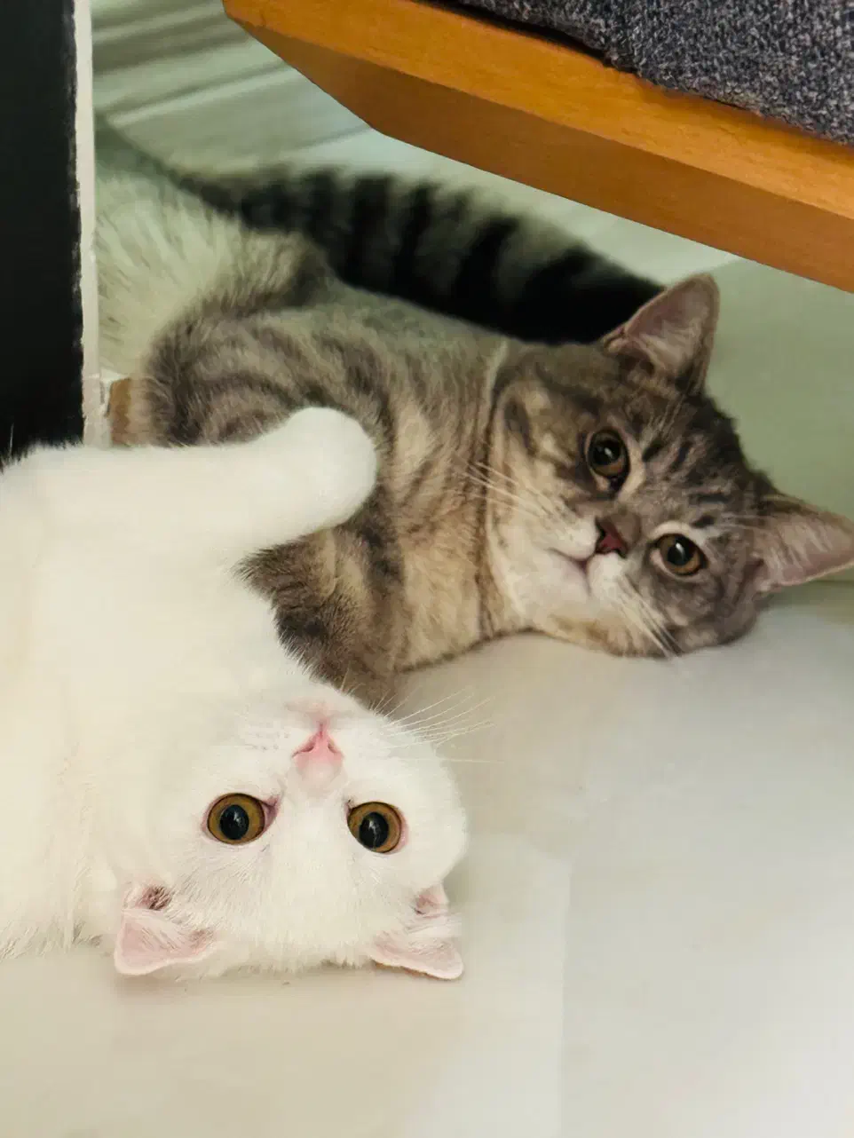 گربه اسکاتیش|گربه|مهاباد (آذربایجان غربی), |دیوار