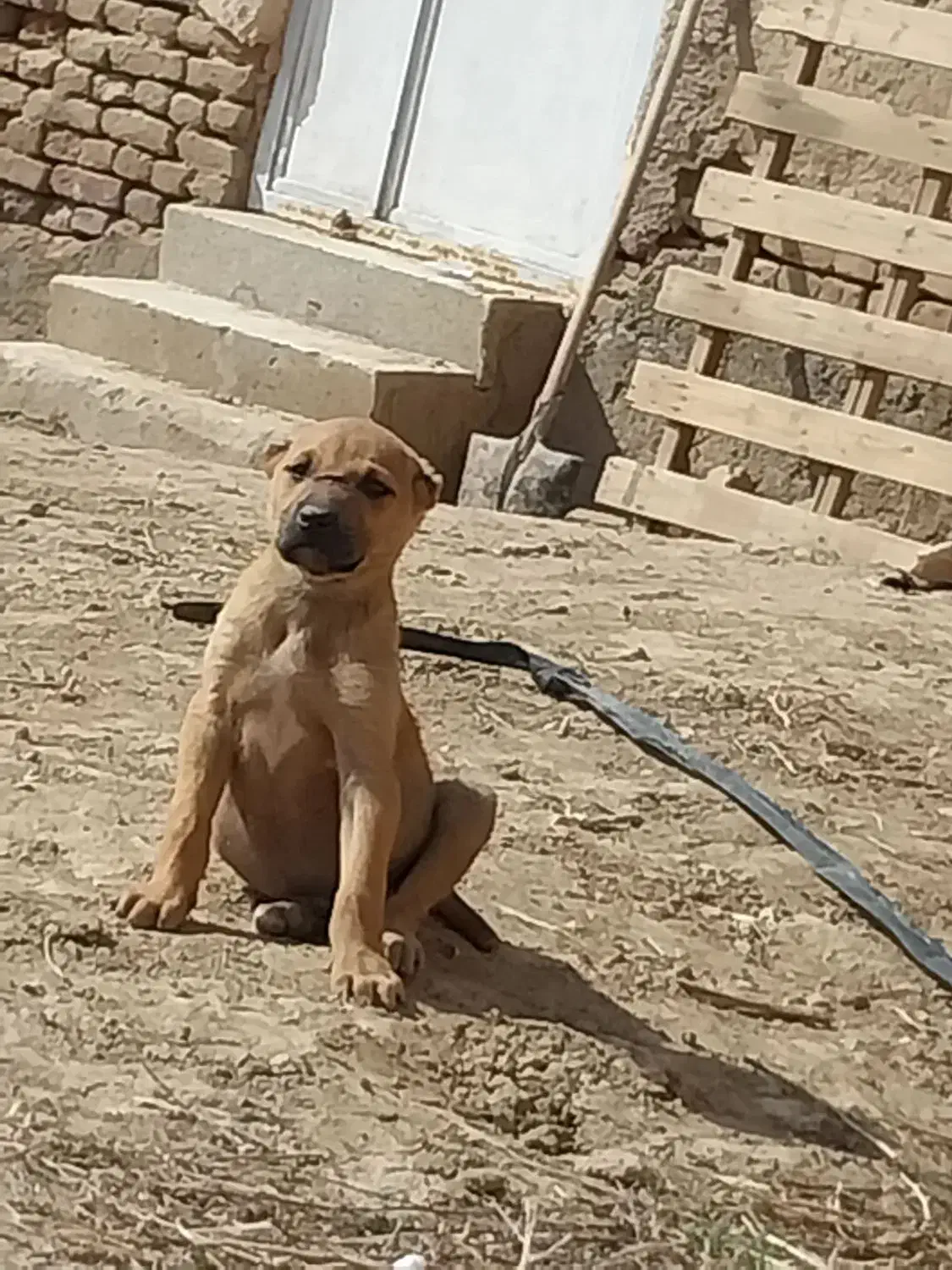 توله|سگ|چناران, |دیوار