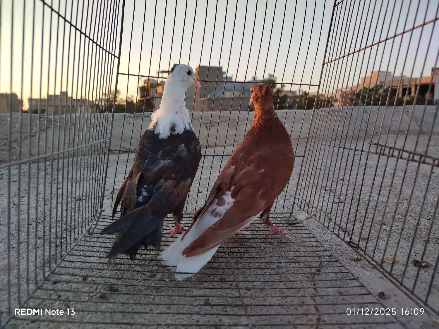 کله سفید ..دم سفید|پرنده|سبزوار, عظیمیان|دیوار