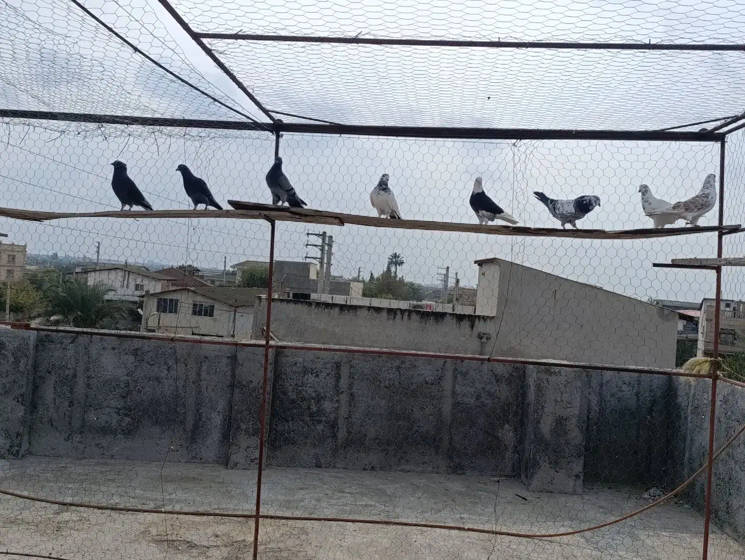 کبوتر پرشی|پرنده|آکند, |دیوار