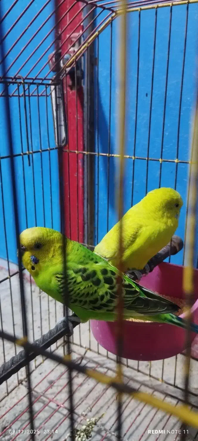 مرغ عشق مولد|پرنده|امیدیه, |دیوار