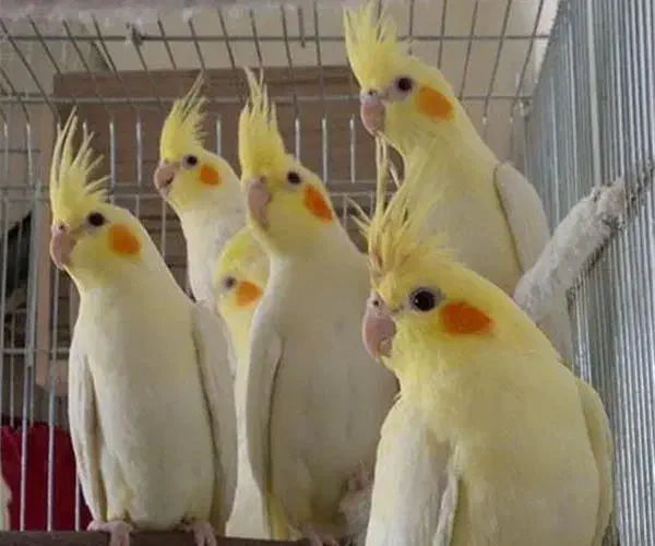 جوجه عروس هلندی لوتینو|پرنده|شیراز, شهرک قمشه|دیوار