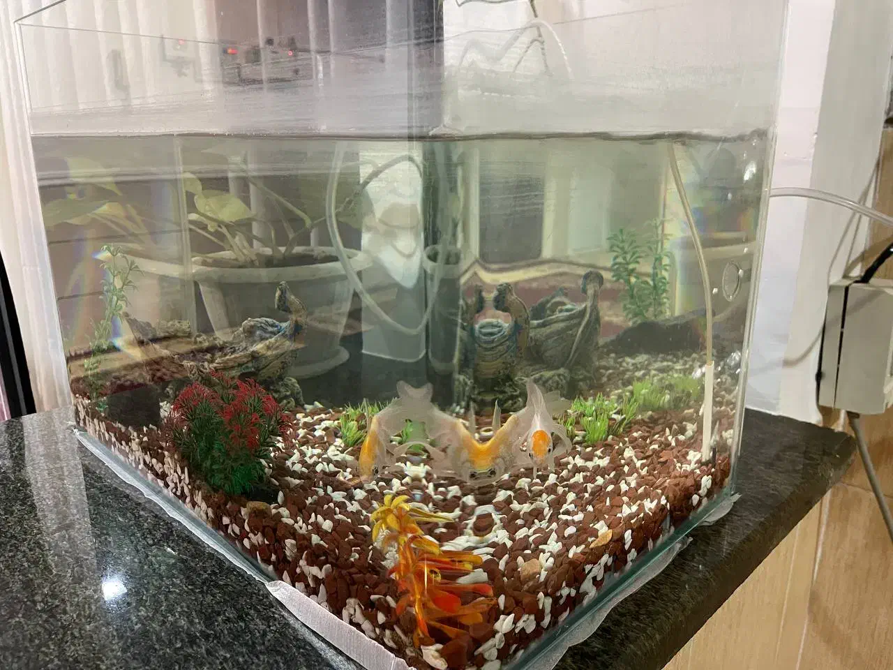 آکواریوم|ماهی|برازجان, |دیوار