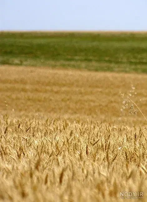 زمین دیم|فروش زمین و ملک کلنگی|سنقر, |دیوار