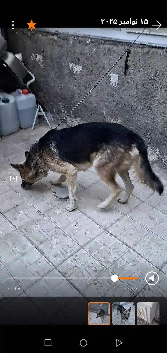 فروشی|سگ|چناران, |دیوار