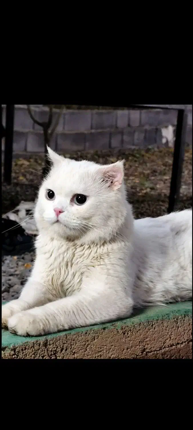 گربه اسکاتیش نر|گربه|همدان, |دیوار