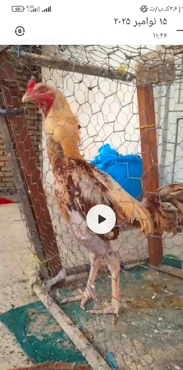 دوتا لاری اصل افغان|حیوانات مزرعه|فاضل آباد, |دیوار