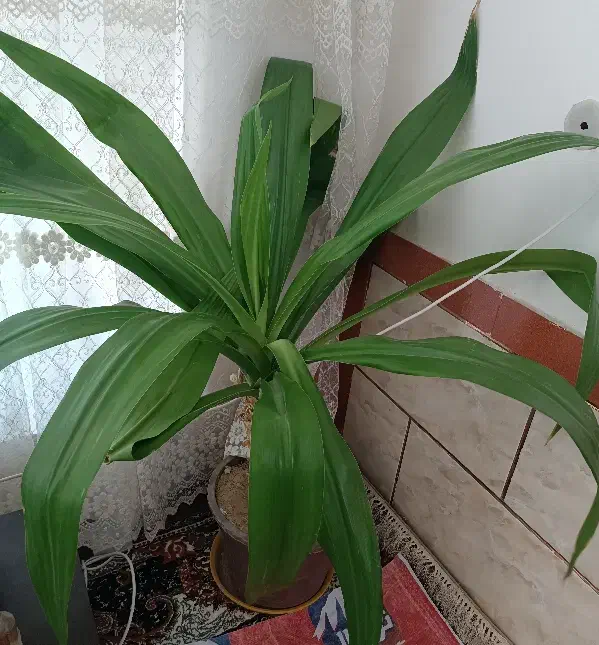 گل درجه یک|گل و گیاه طبیعی|فیروزآباد (فارس), |دیوار