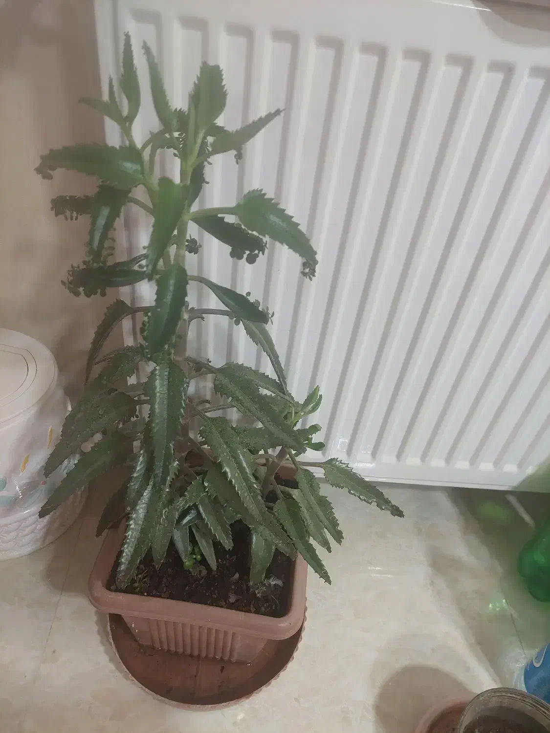 گل پینگ پرنسس برگ انجیری سانسوریااشک عروس برگ بید|گل و گیاه طبیعی|مشهد, شهرک لشکر (شهرک غرب)|دیوار