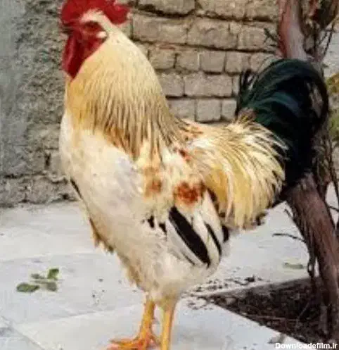 فروش خروس محلی|حیوانات مزرعه|ایثار, |دیوار