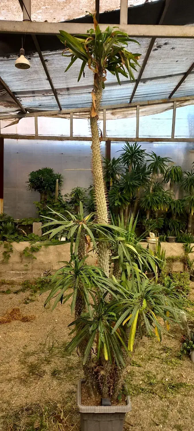 گل و کاکتوس|گل و گیاه طبیعی|چهاردانگه (تهران), |دیوار