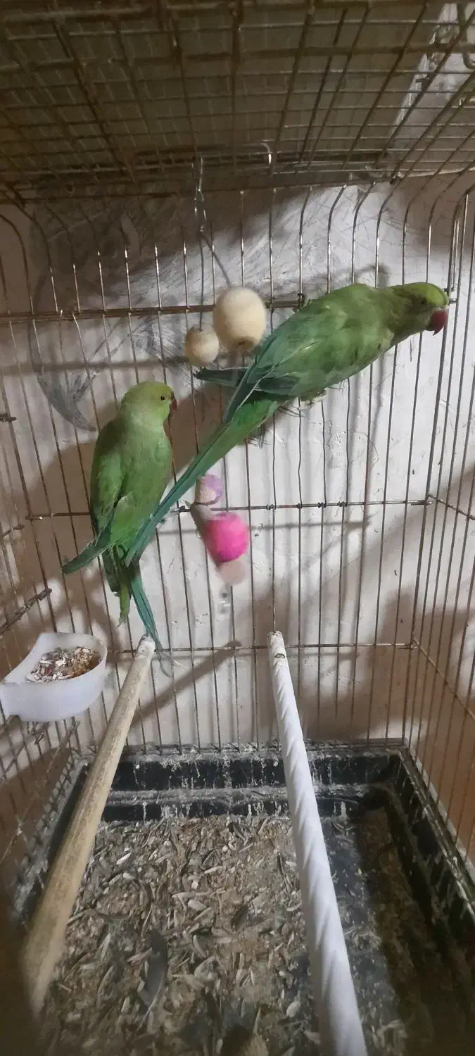 ۲ عدد طوطی ملنگو ماده|پرنده|بجنورد, |دیوار