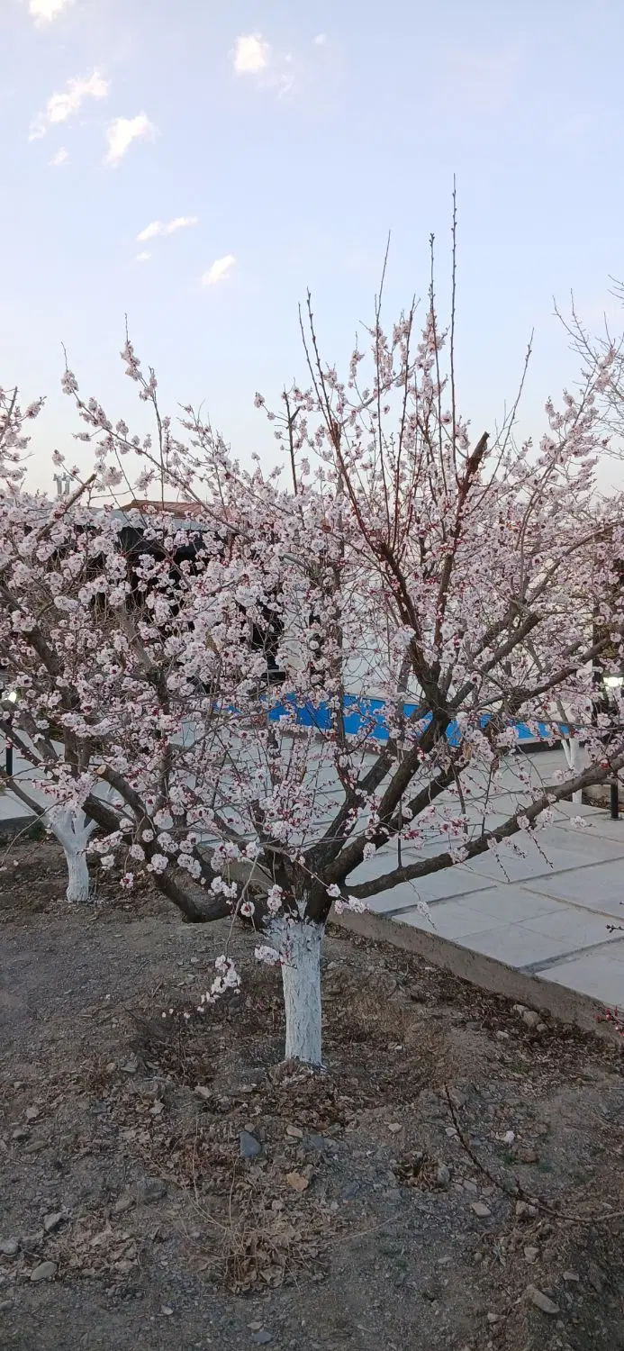 تصویر 2